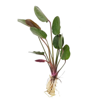 Echinodorus 'St. Elmo's Fire' Large sword freshwater aquarium (Buy 2, Get 1 Free)