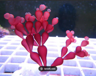 String of Pearl 2 inch Frag Saltwater Marine Macro