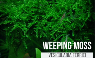 Weeping Moss Vesicularia ferriei live aquarium plant Buy 2 Get 1 FREE