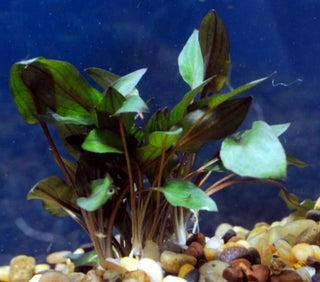 Wendtii Red, (Cryptocoryne Wendtil Mi Oya) live aquarium plant