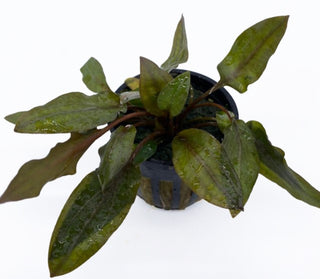 Crypt Red Mi Oya(Cryptocoryne Wendtii) potted aquarium plant