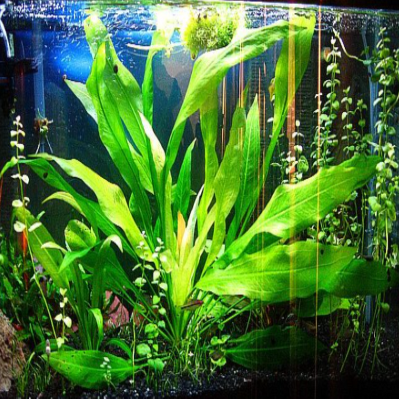 Amazon Sword Echinodorus amazonicus freshwater aquarium plants 4 8 or