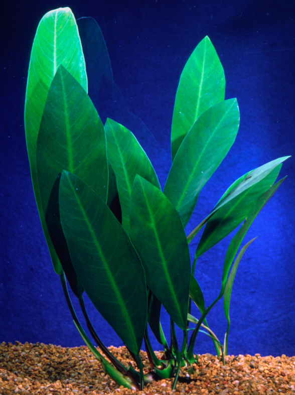 Anubias Congensis potted live aquatic plant potted