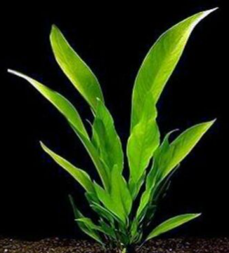 Anubias Hastifolia live aquatic potted plant