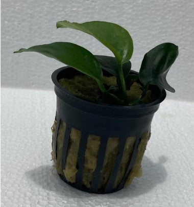 Anubias Barteri (Anubias barteri) live plant potted