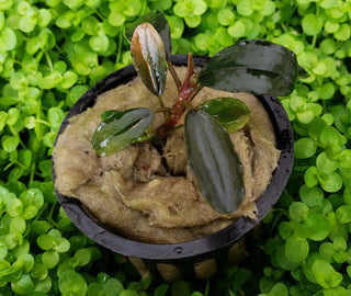 Bucephalandra Rainbow Marble potted aquarium plant (Buy 2, Get 1 Free)