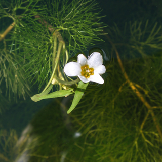 Cabomba Green (Cabomba caroliniana) aquarium plant - 4 stems a bunch