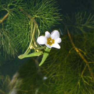 Cabomba Green (Cabomba caroliniana) aquarium plant