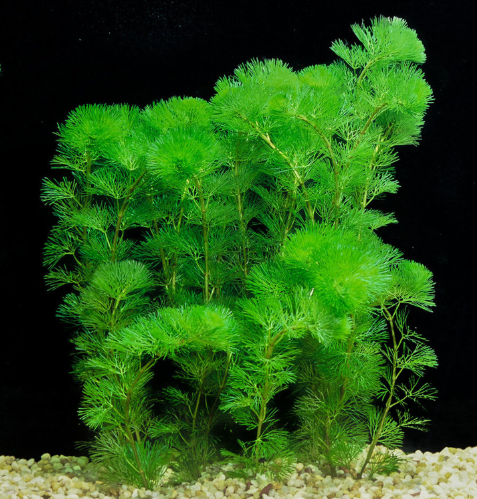 Cabomba Green (Cabomba caroliniana) aquarium plant