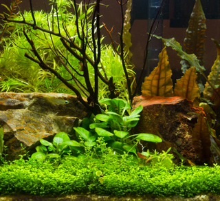 Cardinal Dwarf (Lobelia Cardinalis) B2G1 potted live aquatic plant