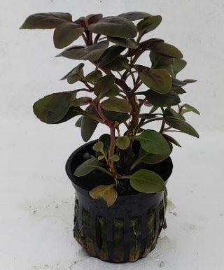 Cardinal Dwarf (Lobelia Cardinalis) B2G1 potted live aquatic plant