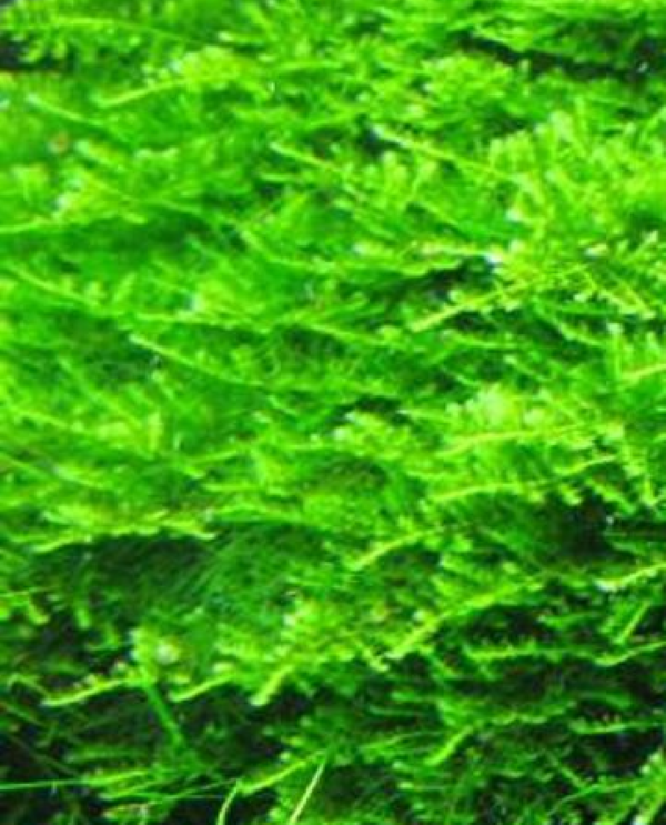 Christmas Moss (Vesicularia Montagnei) 4 oz cup live aquarium plant