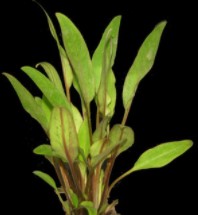 Cryptocoryne walkeri lutea freshwater aquarium potted plant (Buy 2, Get 1 Free)