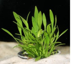 Crypt Parva (Crytocoryne parva) potted aquarium plant