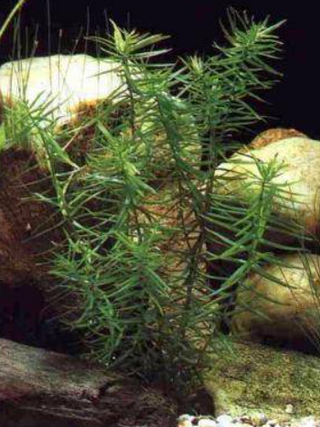 Diandra, Dipilis Diandra aquarium plant-1 bunch, Buy 2 Get 1 FREE