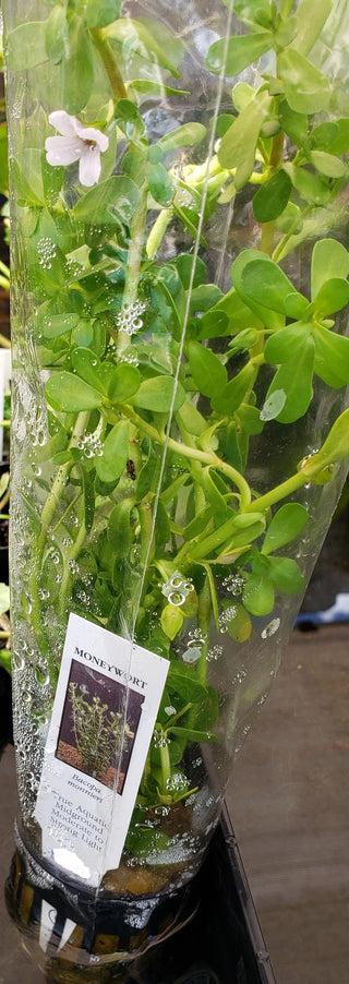 Moneywort (Bacopa Monnieri) potted live aquatic plant