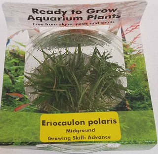 Eriocaulon Polaris, Pipewort plant Tissue Culture cup for aquarium