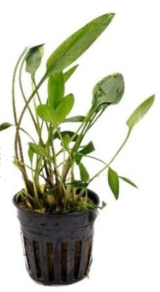 Cryptocoryne walkeri lutea freshwater aquarium potted plant (Buy 2, Get 1 Free)