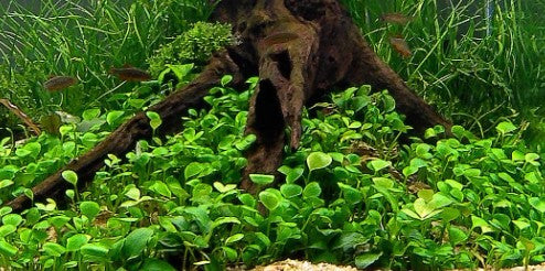 Four Leaf Clover (Marsilea Quadrifolia)Potted live aquarium plant