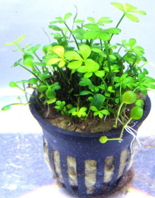 Dwarf Four Leaf Clover Live Plant