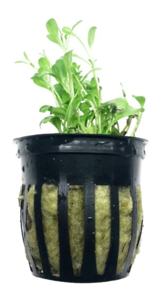 Glossostigma Elatinoides potted freshwater aquarium plant (Buy 2, Get 1 Free)