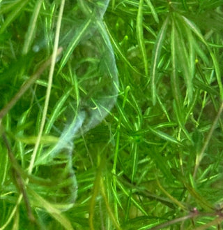 Guppy Grass Najas guadalupensis aquatic freshwater plant, 6 stems in a bunch