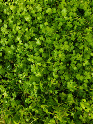 Hydrocotyle cf. tripartita, Hydrocotyle sp. 'Japan' or Hydrocotyle sp. 'Australia' Plant Mat 10X10 Aquarium Plant