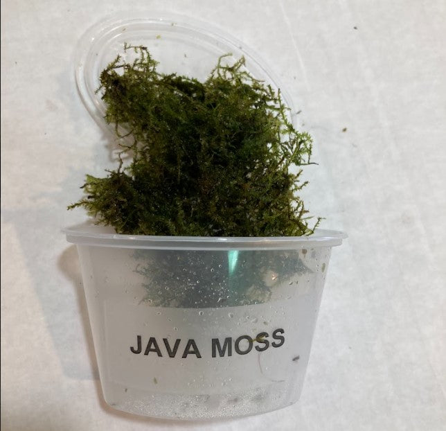 Java Moss Portion Large 4 Oz Cup Aquatic Plants and Aquarium