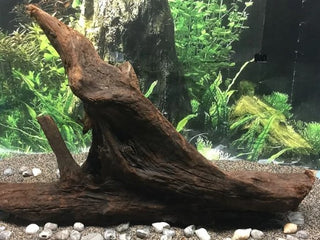 Malaysian Driftwood 1 Medium piece