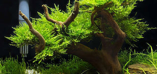 Malaysian Driftwood 1 Medium piece