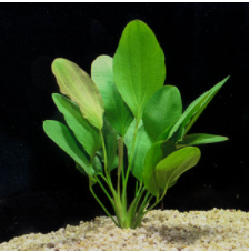 Echinodorus osiris, melon sword freswater aquarium plant (Buy 2, Get 1 Free)