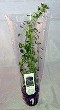 Moneywort (Bacopa Monnieri) potted live aquatic plant