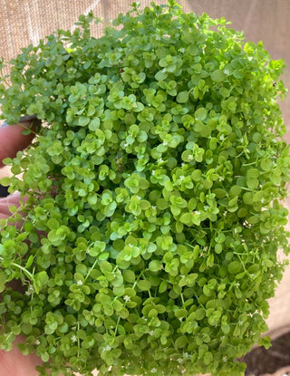 Monte Carlo (Micranthemum glomeratus) 3x5 mat with coco fiber aquarium plant