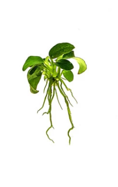 Nana Petite Anubias aquarium plant, Buy 2 Get 1 FREE