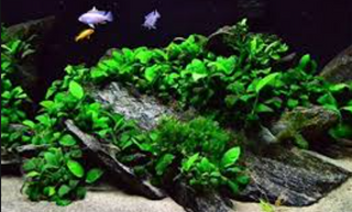 Nana Petite Anubias aquarium plant, Buy 2 Get 1 FREE