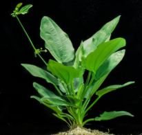 Radican Sword, Echinodorus Cordifolius potted freshwater aquarium plant (Buy 2, Get 1 Free)