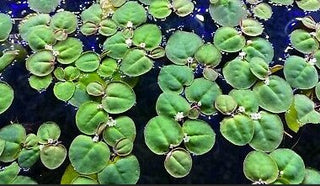 Red Root Floater live plant (Phyllanthus fluitans) 30 leaves in 4 oz cup