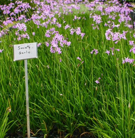 Society Garlic (Tulbaghia violacea) live pond plant potted