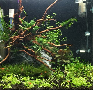 Spiderwood Large 10-12 inches terrarium or aquarium design