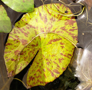 Tiger Lotus Red (Nymphaea lotus) live aquatic plant