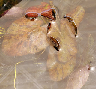 Tiger Lotus Red (Nymphaea lotus) live aquatic plant