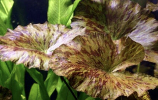 Tiger Lotus Red (Nymphaea lotus) live aquatic plant