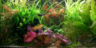 Tiger Lotus Red (Nymphaea lotus) live aquatic plant