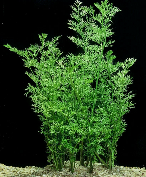 Water Sprite Lace Leaf Live Aquatic Plant