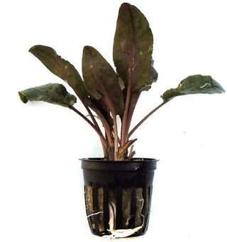 Cryptocoryne Bronze Tropica (Cryptocoryne wendtii) aquarium plant potted