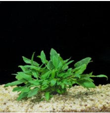 Cryptocoryne Wendtii Green potted live aquatic plant potted